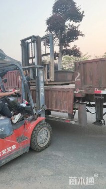 高度250厘米红花继木