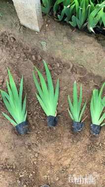 高度10厘米蓝花鸢尾