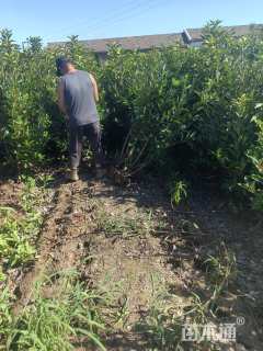 高度110厘米青珊瑚