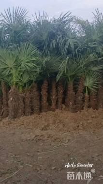 裸干高150厘米棕榈