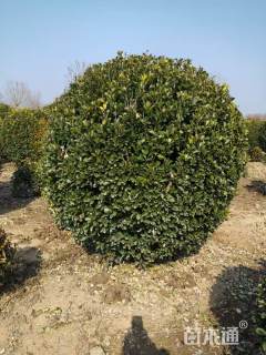冠幅120厘米大叶黄杨球大叶黄杨球