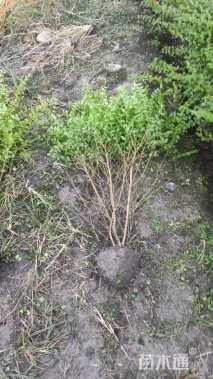 高度120厘米毛叶丁香