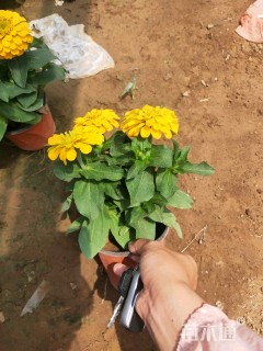 百日草