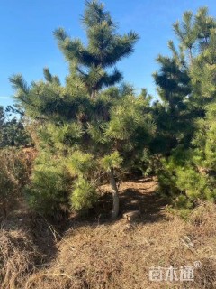 高度250厘米黑松