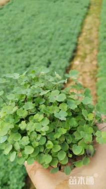 高度10厘米耧斗菜