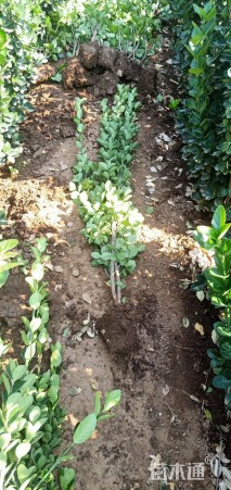 高度150厘米北海道黄杨