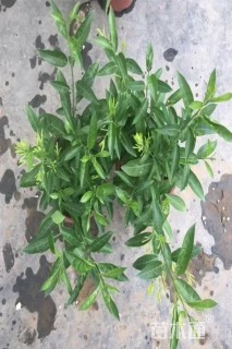 高度40厘米夜来香