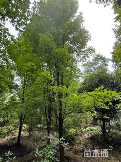 15公分美国红枫