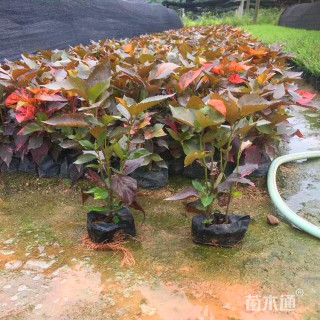 高度30厘米红桑