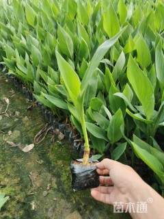 高度30厘米美人蕉