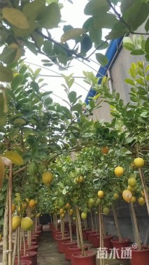 高度120厘米香水柠檬