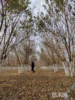高度600厘米丛生元宝枫