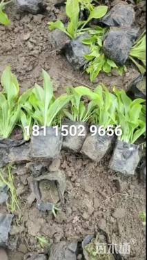 高度5厘米金边玉簪