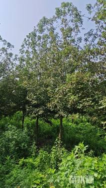 12公分美国红枫