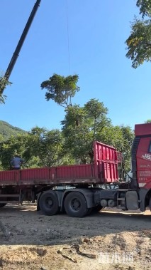 12公分台湾栾树