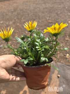 高度30厘米勋章菊