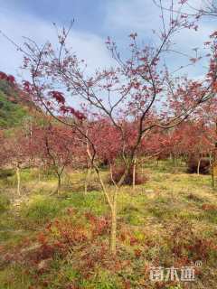 3公分日本红枫-红舞姬