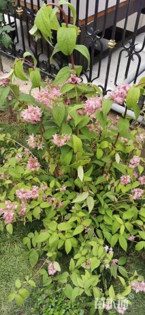 高度30厘米溲疏