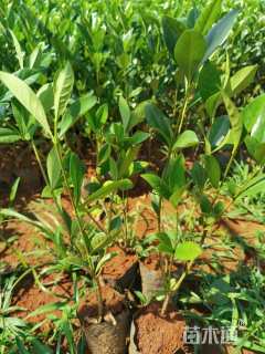 高度25厘米栀子花