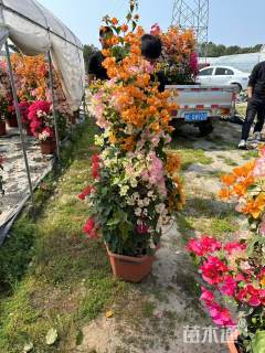 高度170厘米三色三角梅