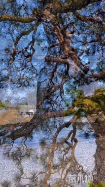 高度200厘米黑松