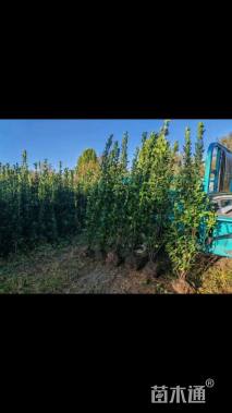 高度180厘米北海道黄杨