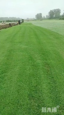 草卷状马尼拉草