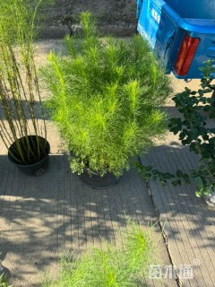 高度50厘米假蒿