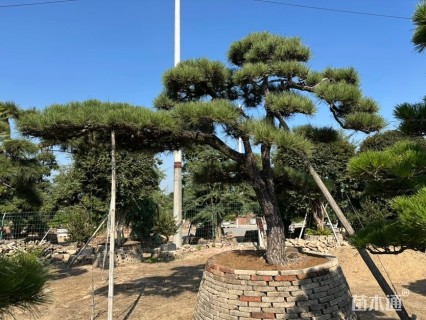 高度100厘米黑松