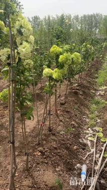 高度200厘米绣球