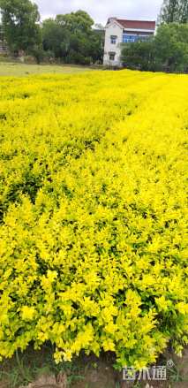 高度50厘米金叶女贞