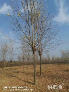 15公分白蜡