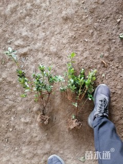 高度40厘米春鹃