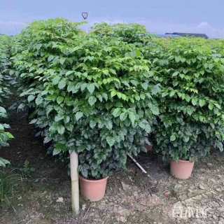 100公分海南菜豆树
