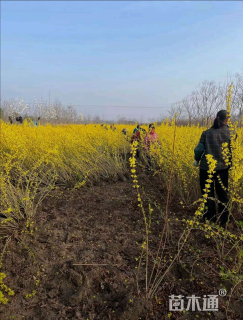 高度80厘米连翘