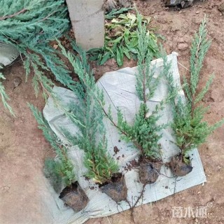 高度60厘米铺地柏