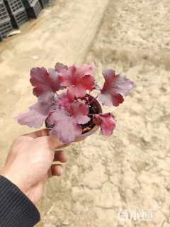 高度15厘米矾根