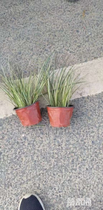 高度50厘米银边石菖蒲