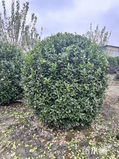 冠幅100厘米大叶黄杨球