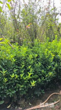 高度50厘米欧洲荚蒾