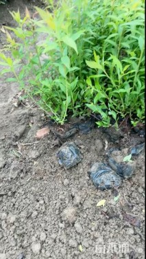 高度30厘米粉花绣线菊