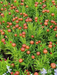 高度20厘米蜡菊