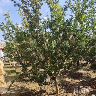 高度1.8厘米蜡梅