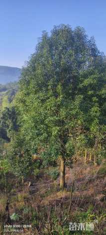 20公分红果冬青