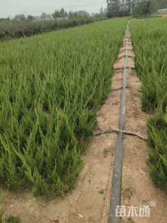 高度40厘米龙柏