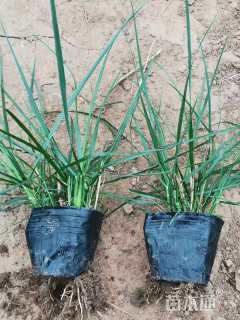 高度50厘米小兔子狼尾草