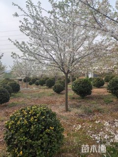 18公分染井吉野樱