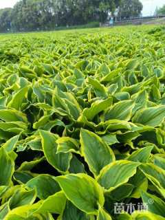 高度25厘米金边玉簪