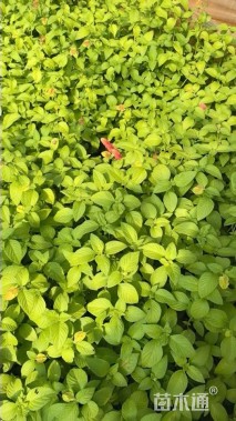 高度30厘米金苞花