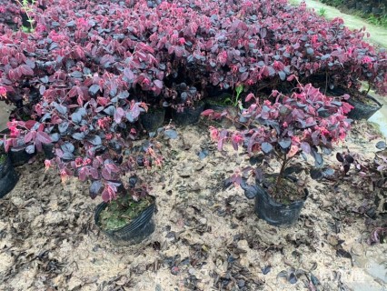 高度40厘米红花继木小苗